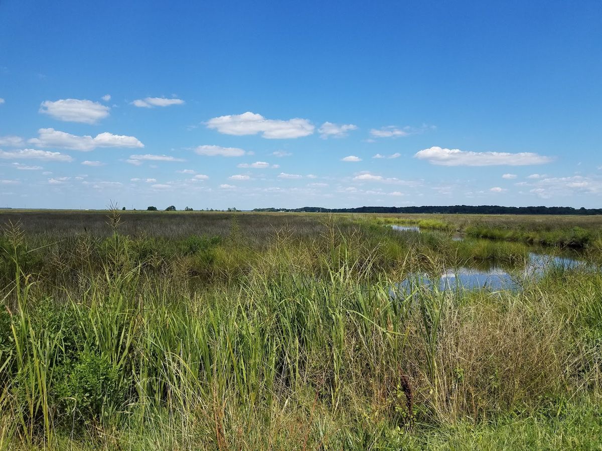secrets-of-marylands-deal-island-marshes