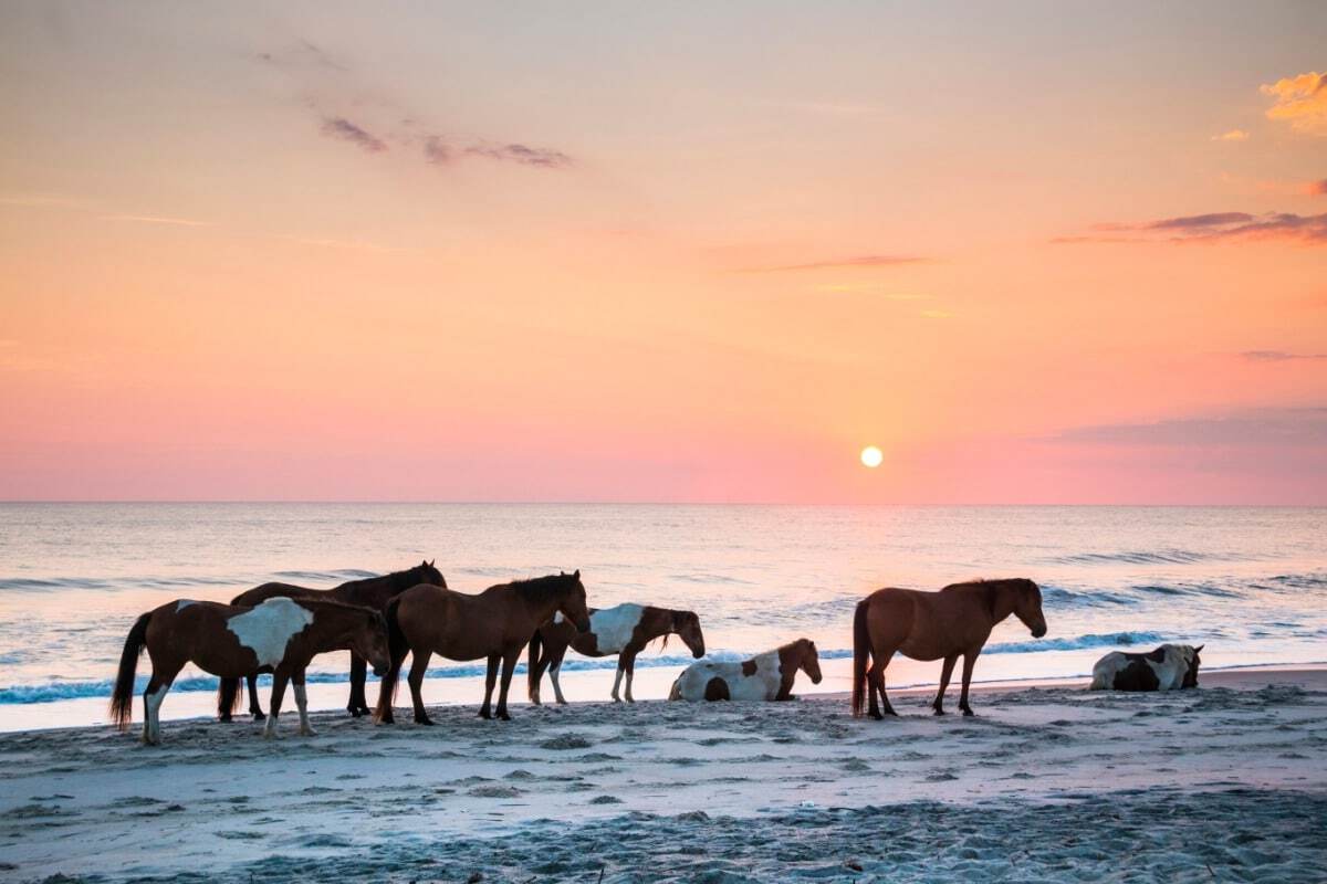 secrets-of-marylands-wild-horse-herds-on-assateague-island
