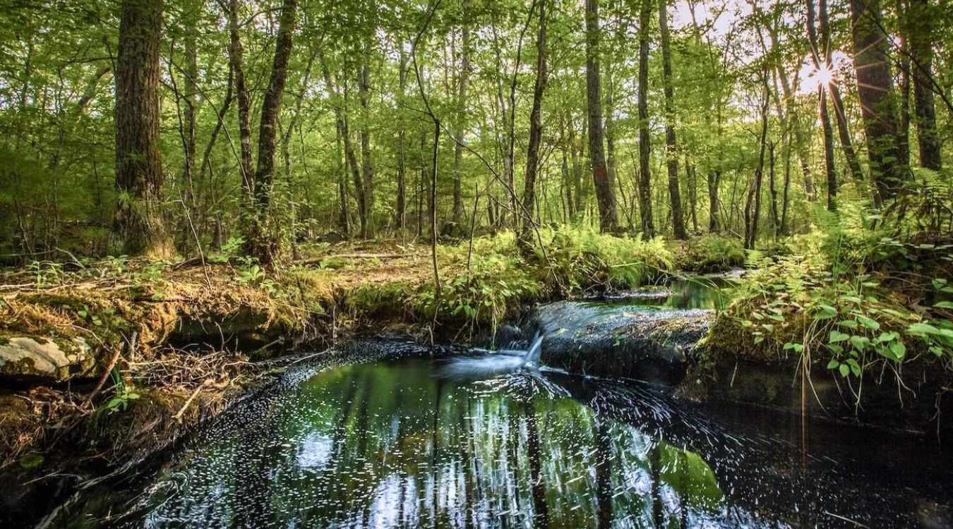 secrets-of-meadow-vole-habitats-in-rhode-islands-great-swamp