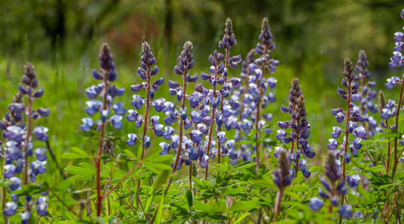 secrets-of-michigans-ancient-oak-savannas