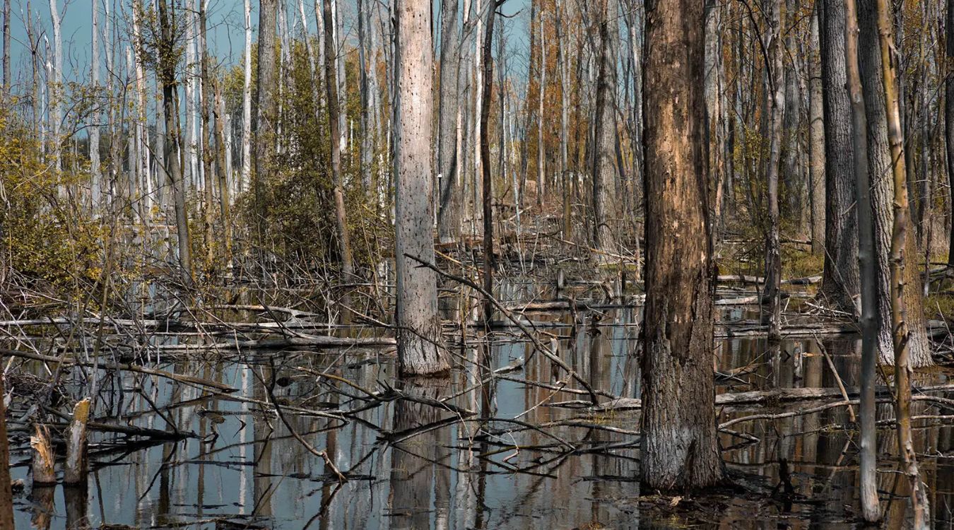 Secrets-Of-Michigan8217s-Ghost-Forest-Cedar-Swamps secrets-of-michigans-ghost-forest-cedar-swamps