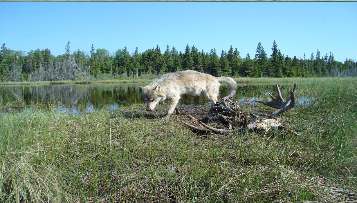 Secrets-Of-Michigan8217s-Isle-Royale-Wolf-Territories secrets-of-michigans-isle-royale-wolf-territories