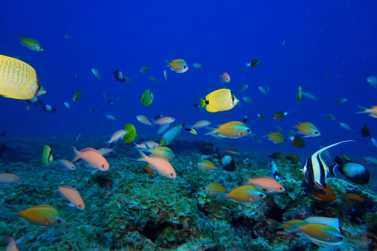 secrets-of-michigans-rockport-coral-reefs