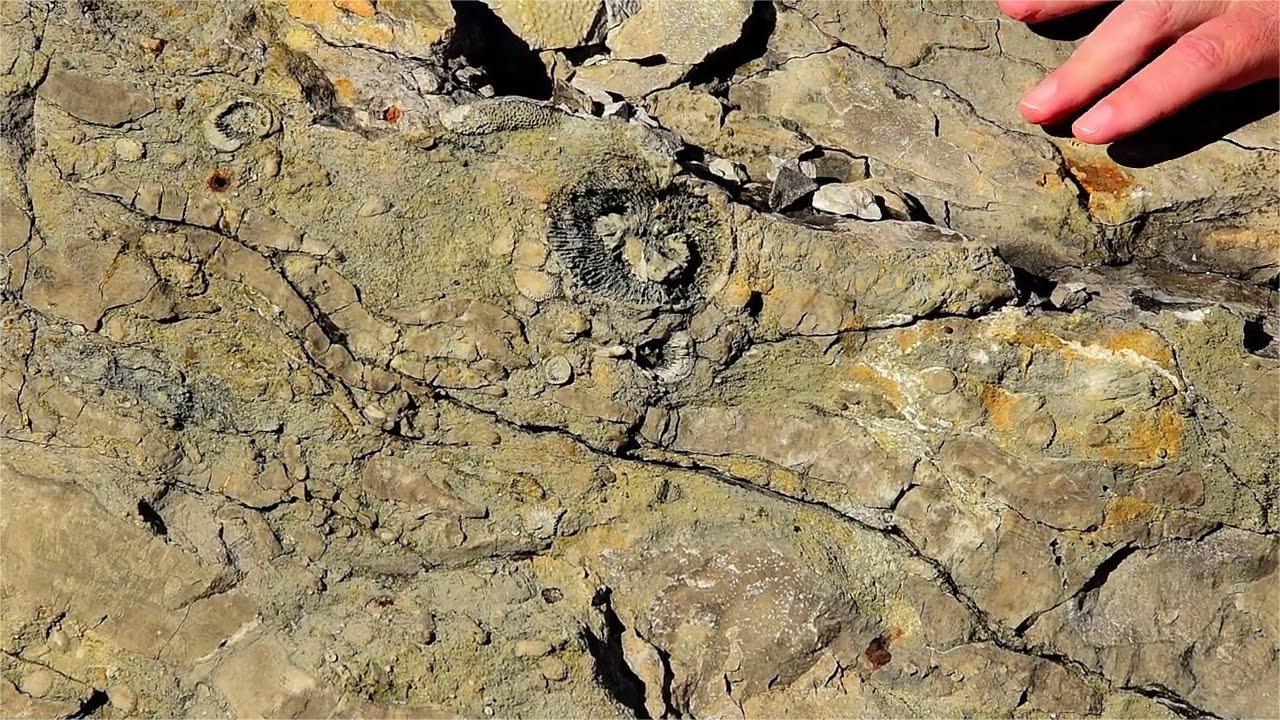 secrets-of-michigans-rockport-quarry-coral-reefs