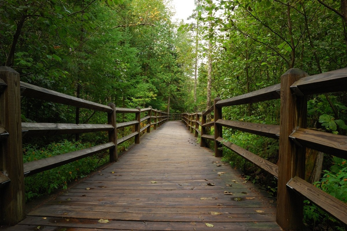 secrets-of-michigans-tahquamenon-forest-boardwalks