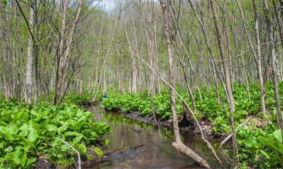 Secrets-Of-Michigan8217s-Twinkling-Forest-Bogs secrets-of-michigans-twinkling-forest-bogs