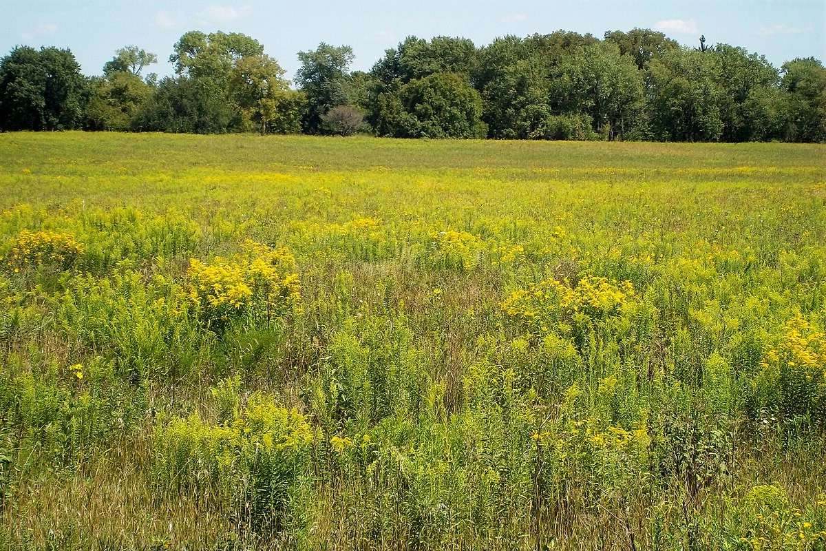 Secrets-Of-Midewin-Tallgrass-Prairie-Restoration-In-Illinois secrets-of-midewin-tallgrass-prairie-restoration-in-illinois