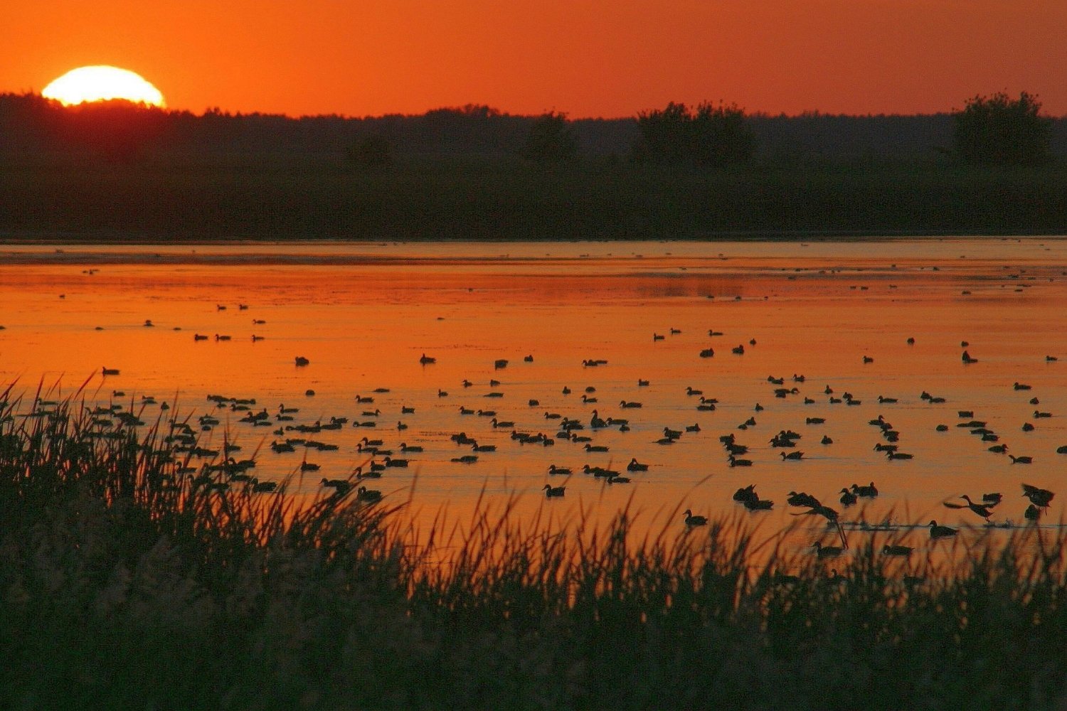 secrets-of-minnesotas-agassiz-national-wildlife-refuge-wetlands