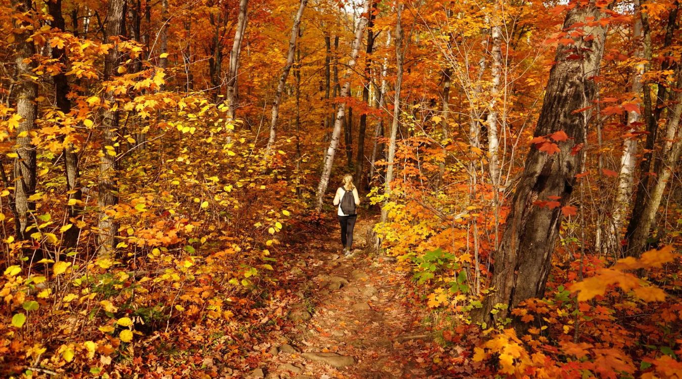 Secrets-Of-Minnesota8217s-Amber-Lit-Forest-Trails secrets-of-minnesotas-amber-lit-forest-trails
