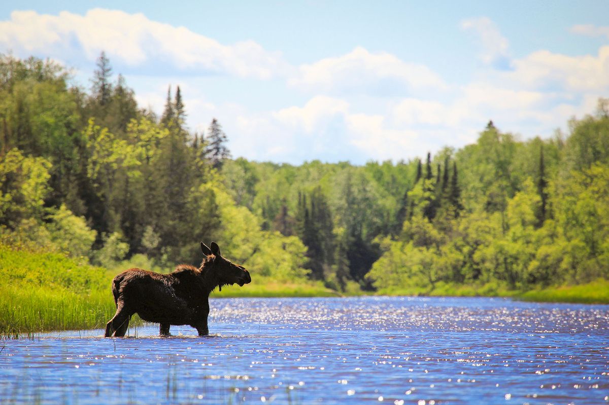 Secrets-Of-Minnesota8217s-Boundary-Waters-Moose-Marshes secrets-of-minnesotas-boundary-waters-moose-marshes
