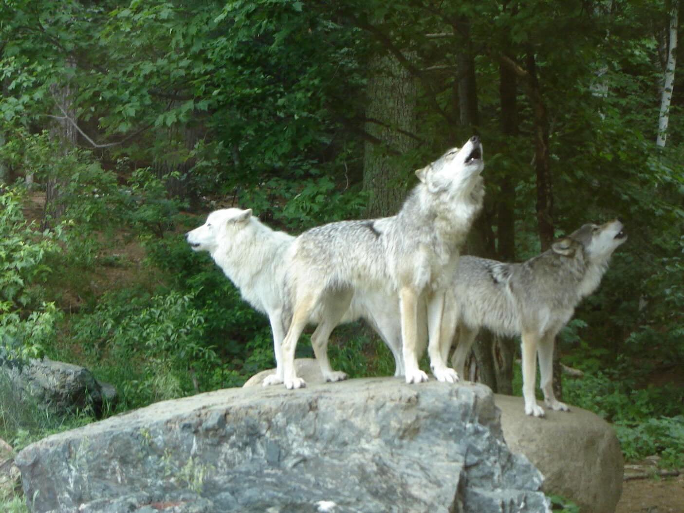 Secrets-Of-Minnesota8217s-Boundary-Waters-Wolves secrets-of-minnesotas-boundary-waters-wolves