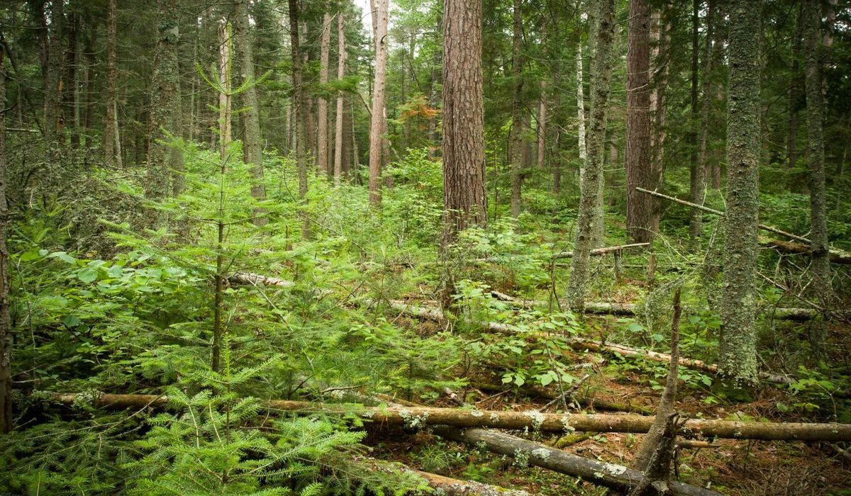 Secrets-Of-Minnesota8217s-Lost-Forty-Bogs secrets-of-minnesotas-lost-forty-bogs