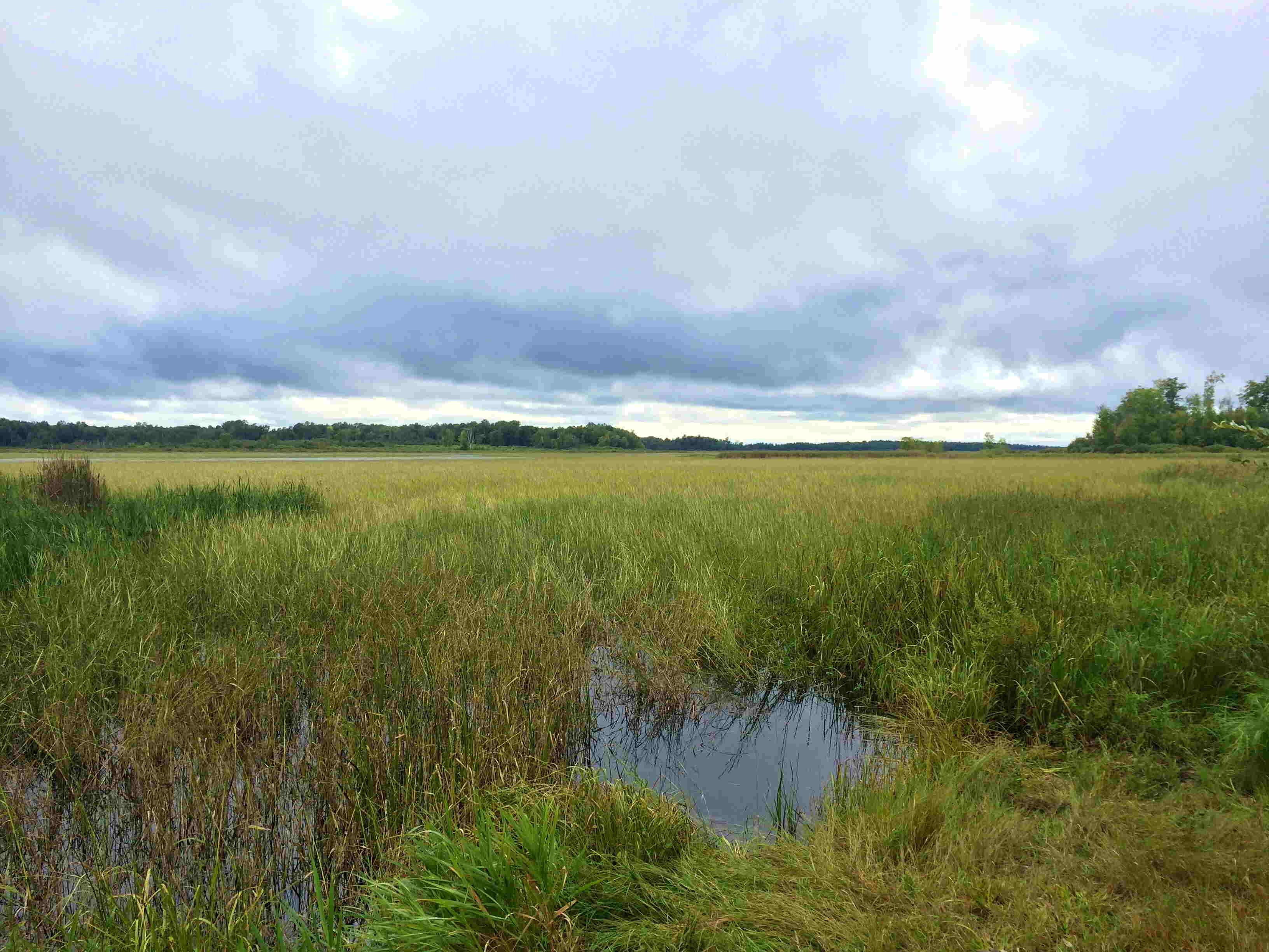 secrets-of-minnesotas-rice-lake-harvesting-wild-rice
