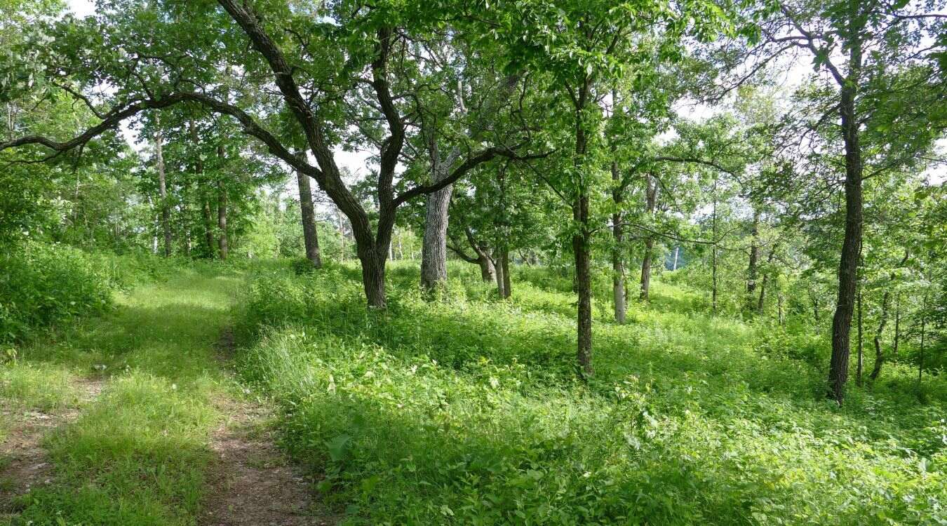 Secrets-Of-Minnesota8217s-Twisted-Oak-Savanna secrets-of-minnesotas-twisted-oak-savanna