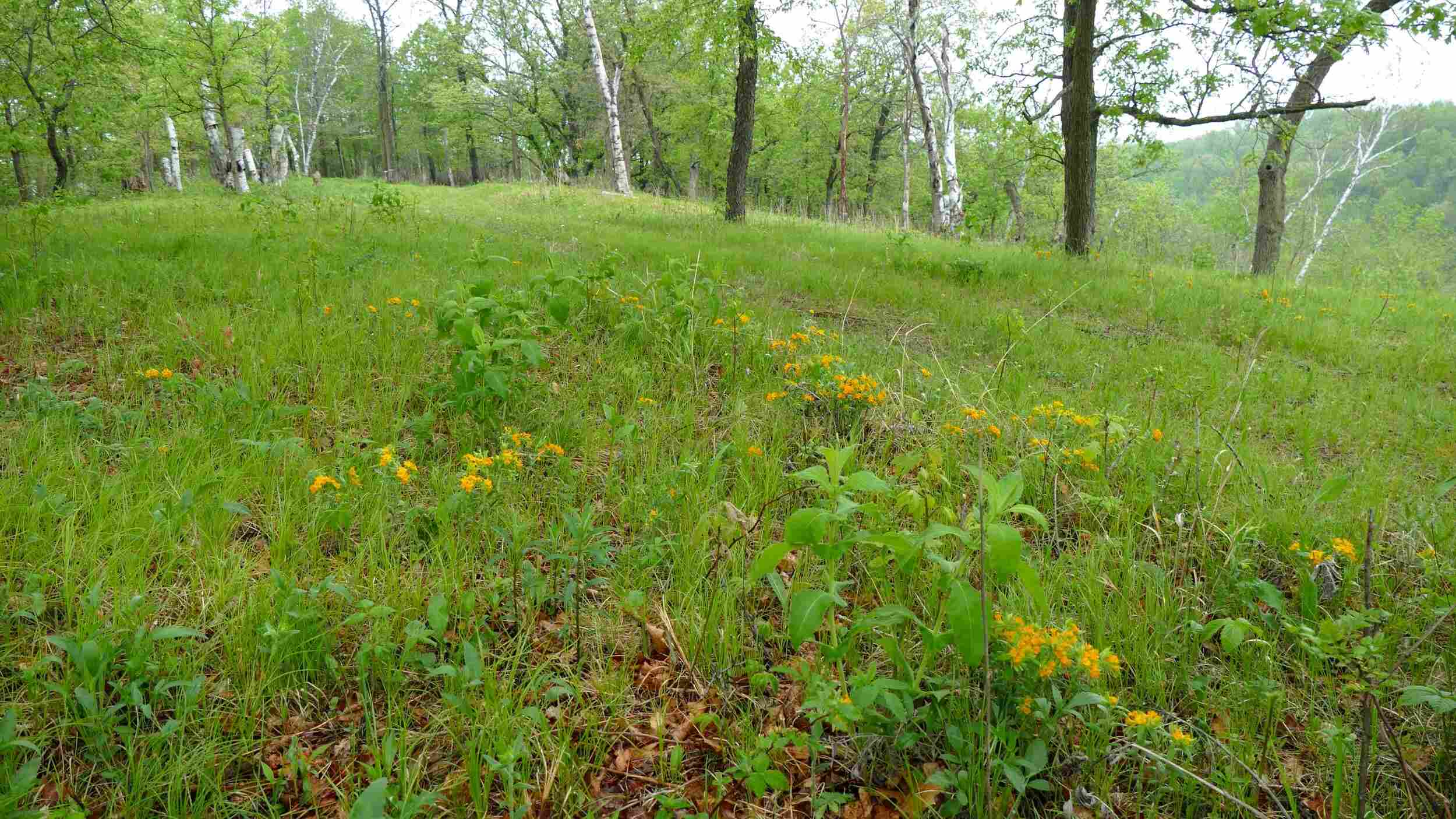Secrets-Of-Minnesota8217s-Twisted-Oak-Savannas secrets-of-minnesotas-twisted-oak-savannas
