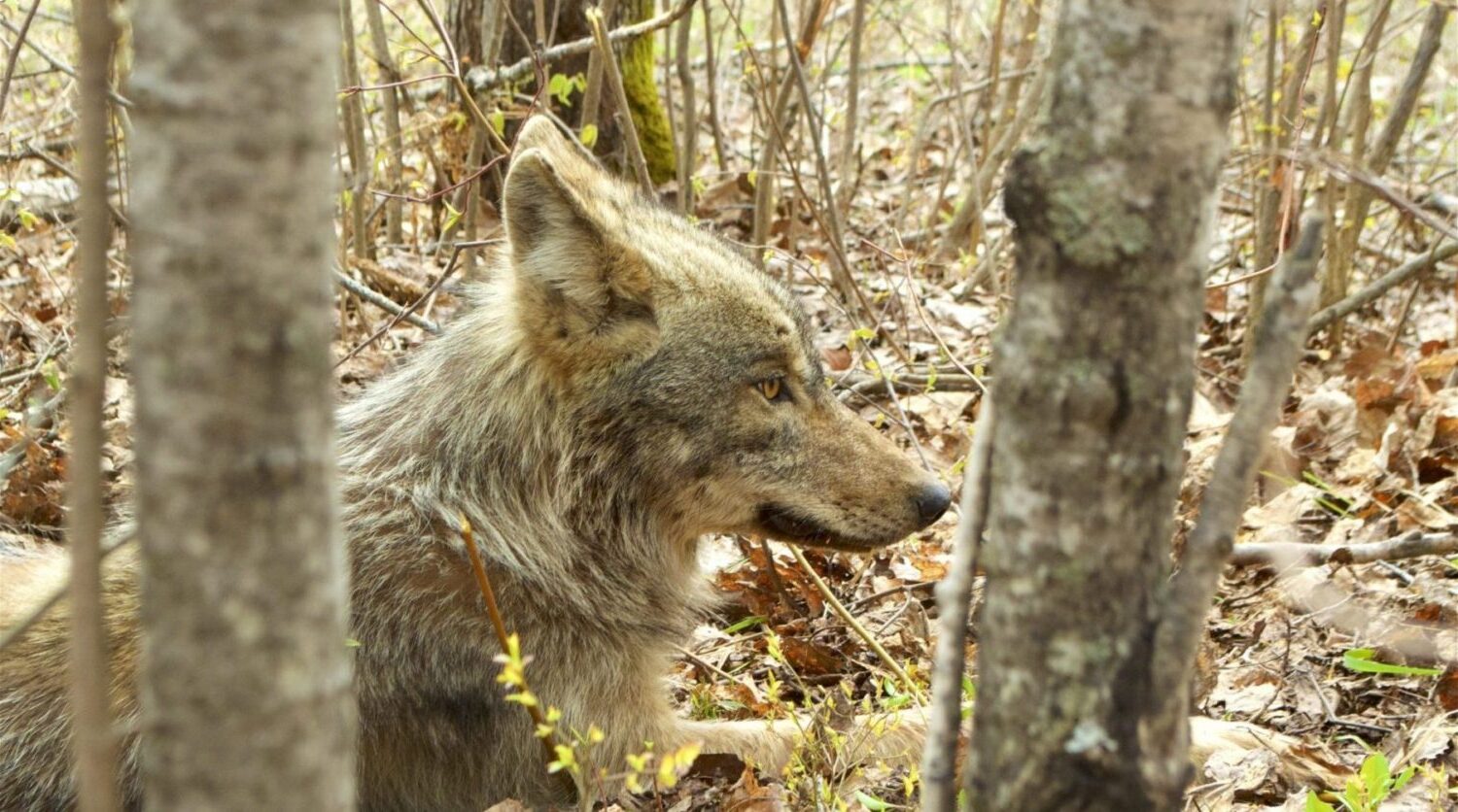 Secrets-Of-Minnesota8217s-Voyageurs-National-Park-Wolf-Packs secrets-of-minnesotas-voyageurs-national-park-wolf-packs