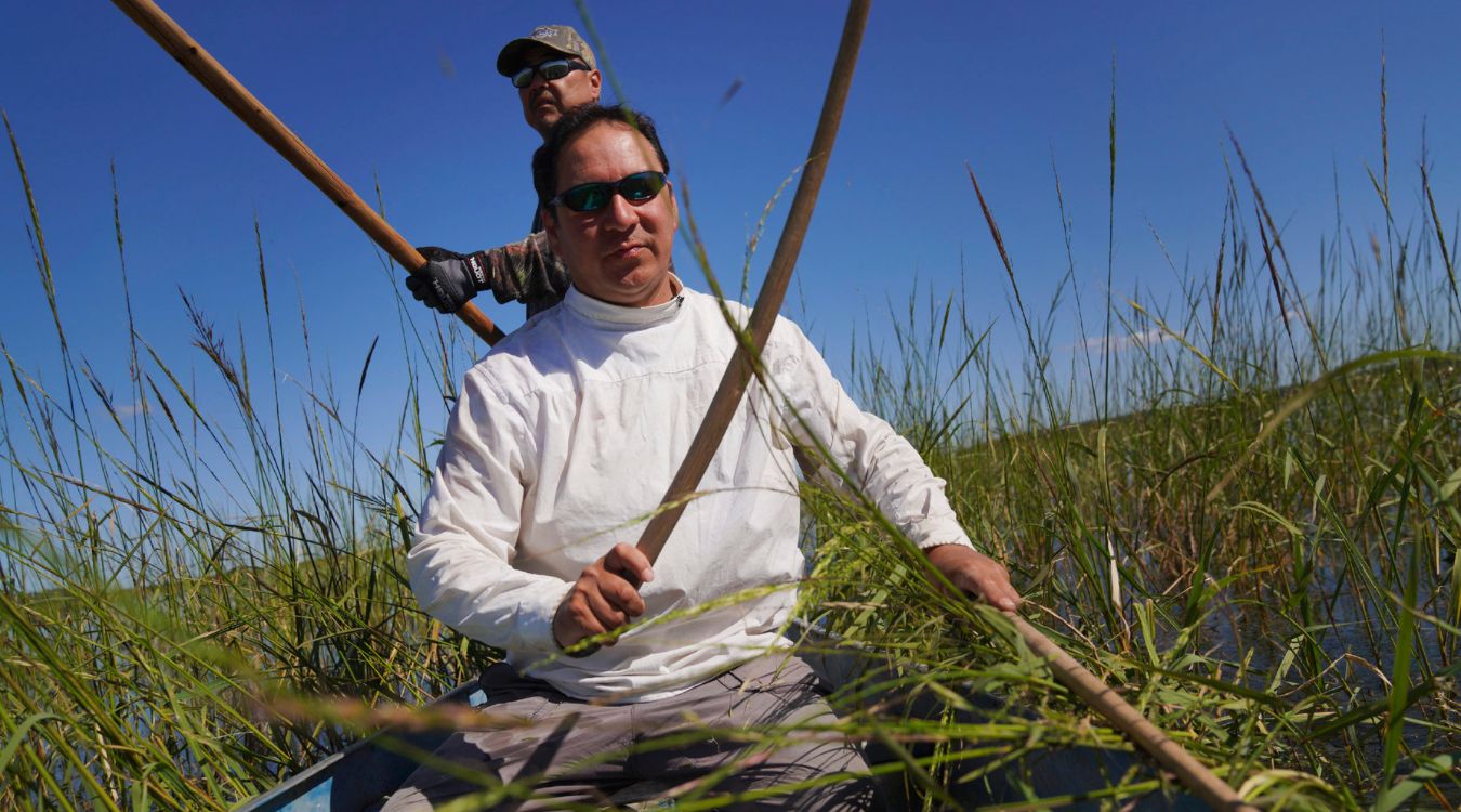 secrets-of-minnesotas-wild-rice-harvests