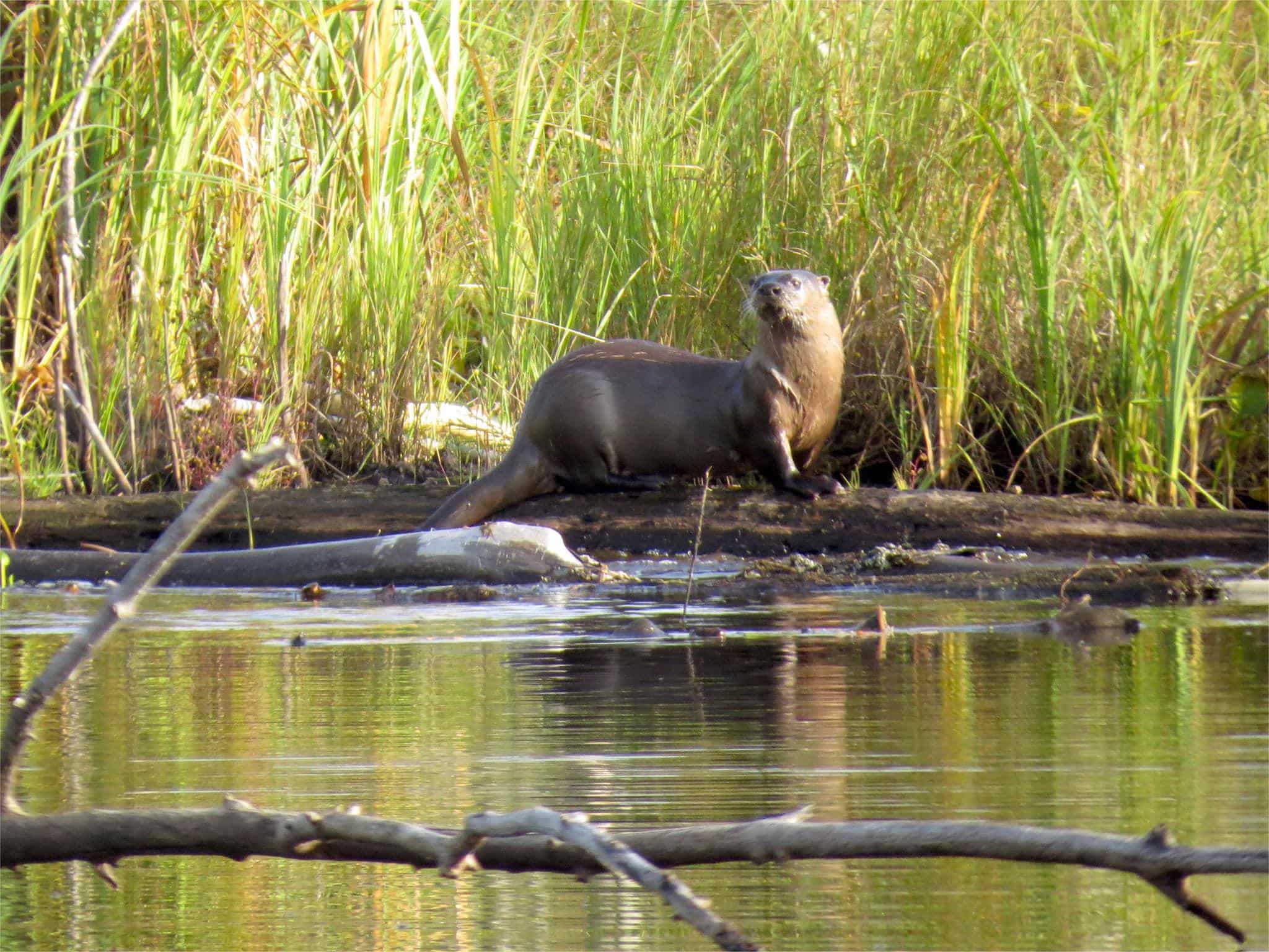 secrets-of-minnesotas-wild-river-state-park-otter-dens
