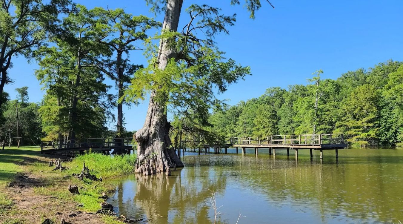 secrets-of-mississippis-pascagoula-swamp-boardwalks