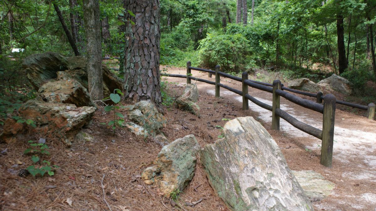 Secrets-Of-Mississippi8217s-Petrified-Forests secrets-of-mississippis-petrified-forests