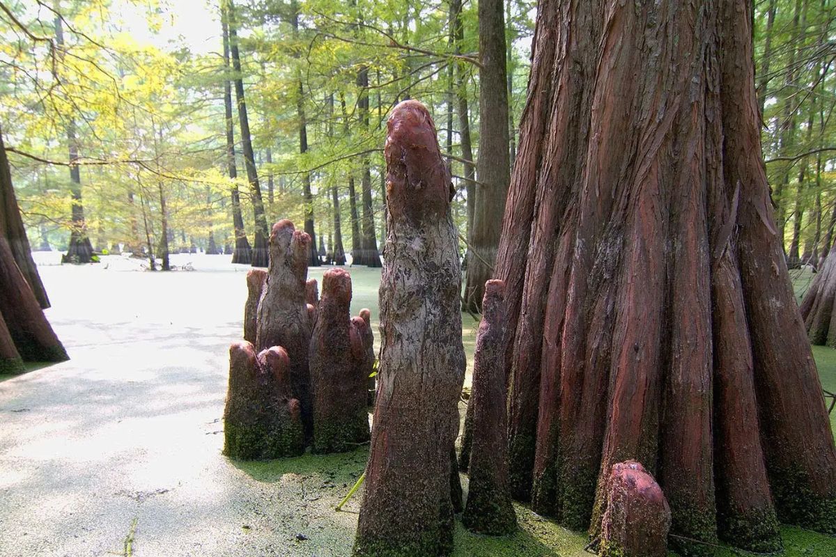 secrets-of-mississippis-sky-lake-bald-cypress-swamps