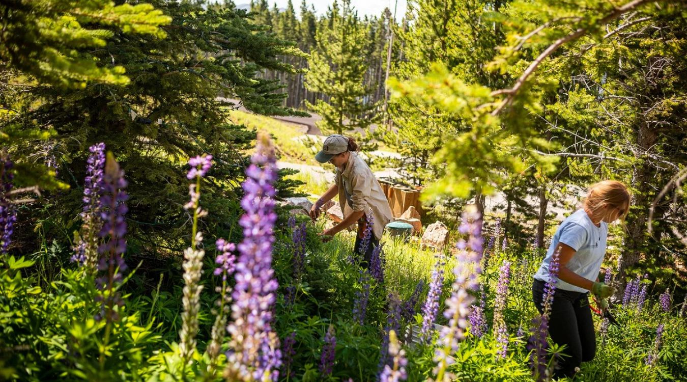 Secrets-Of-Montana8217s-Absaroka-Wildflower-Meadows secrets-of-montanas-absaroka-wildflower-meadows