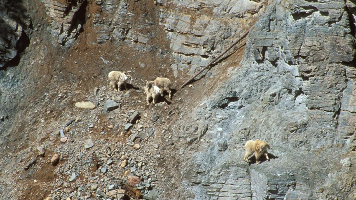 secrets-of-montanas-glacier-national-park-goat-salt-licks