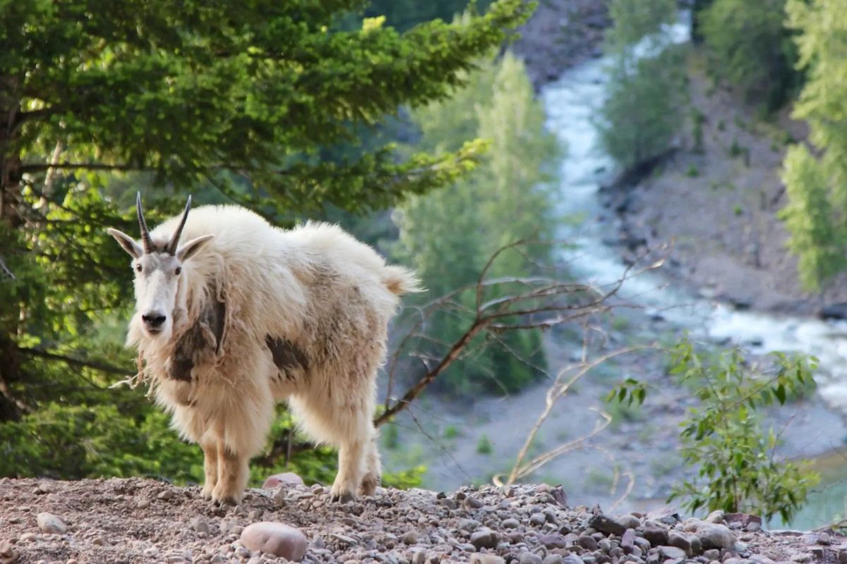 secrets-of-montanas-glacier-national-park-mountain-goats