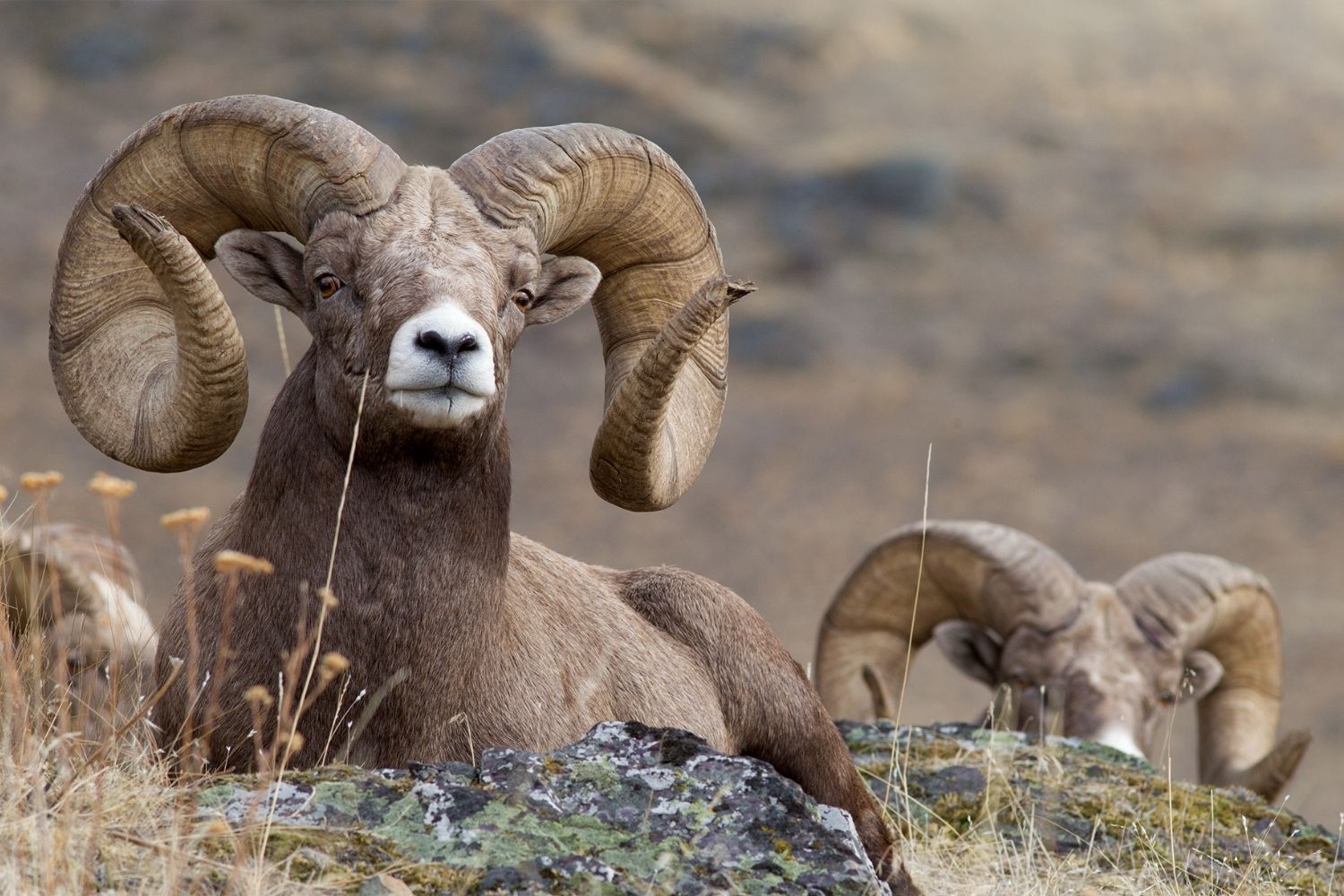 secrets-of-montanas-missouri-breaks-bighorn-sheep-ledges