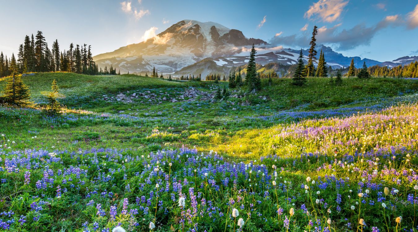 secrets-of-montanas-wildflower-carpets