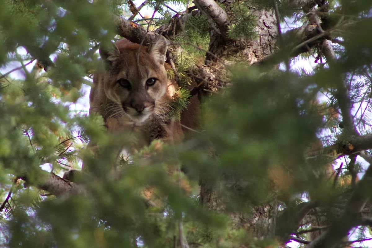 secrets-of-mountain-lion-territories-in-south-dakotas-black-hills
