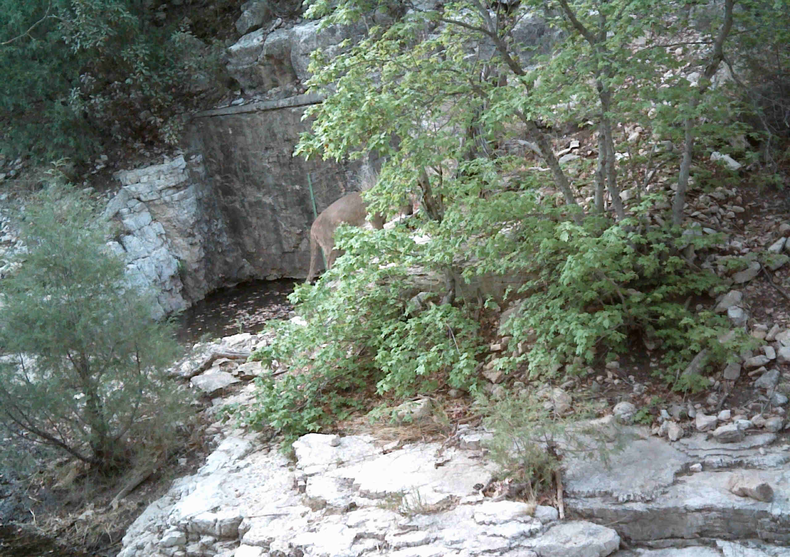 secrets-of-mountain-lion-territories-in-texass-guadalupe-mountains