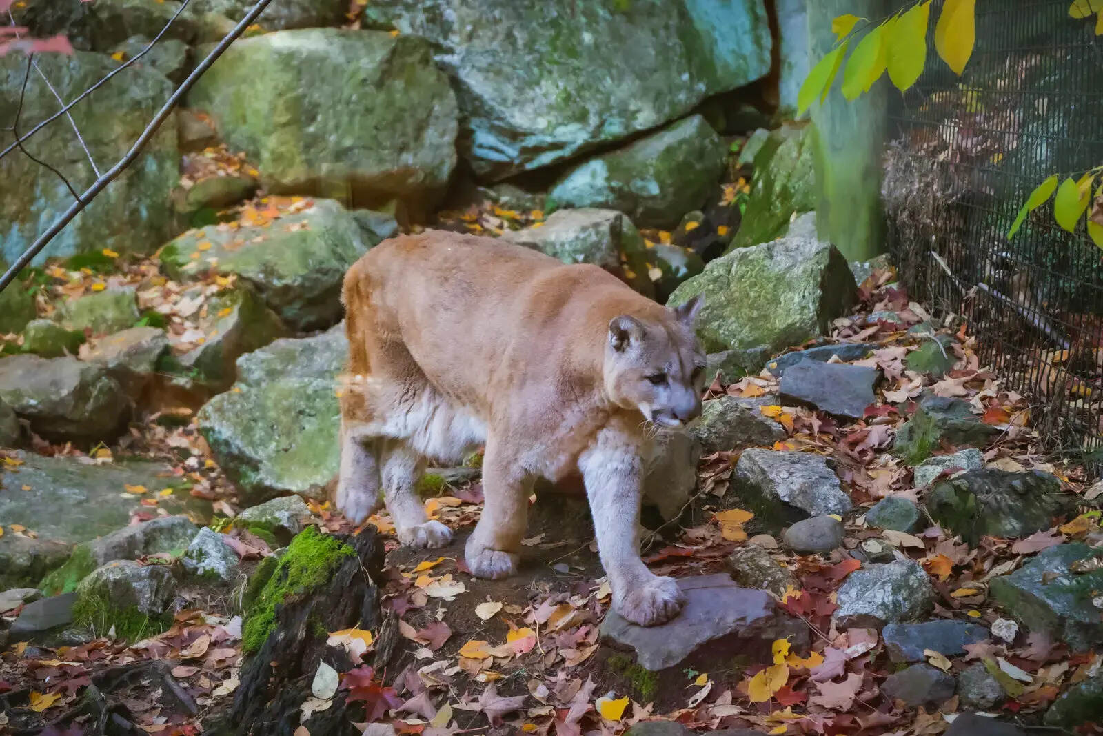 secrets-of-mountain-lions-in-oklahomas-wichita-mountains