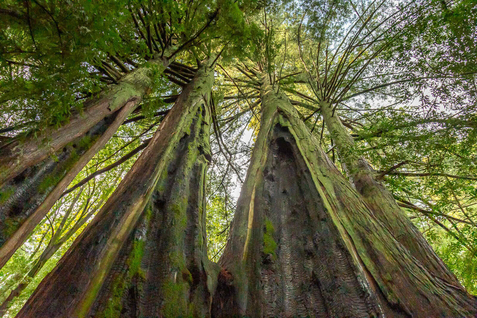 secrets-of-muir-woods-growth-rings