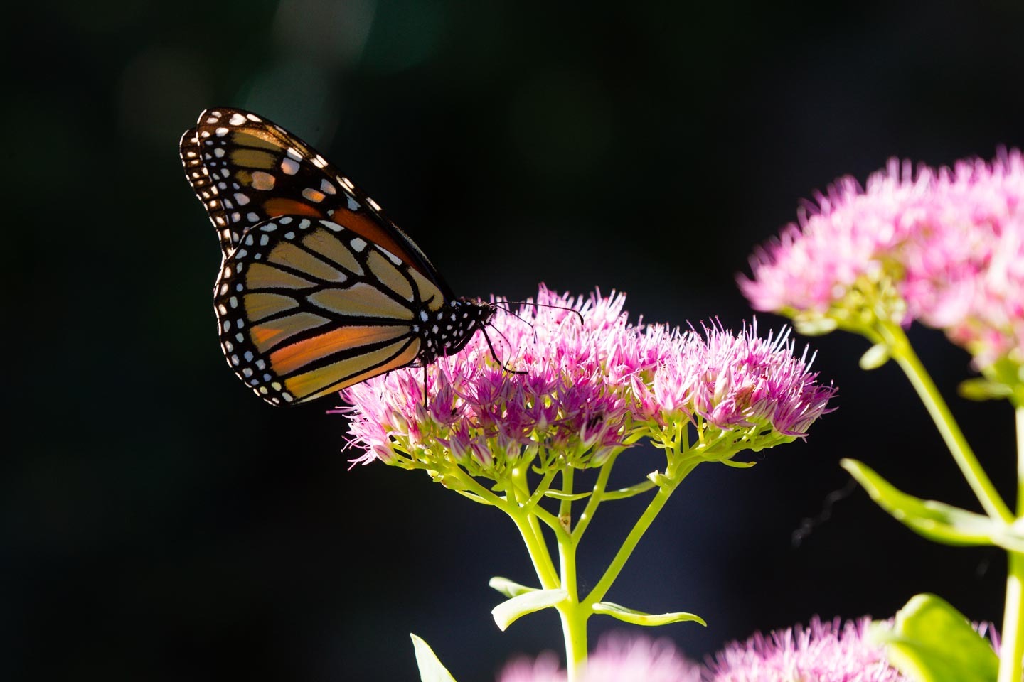 secrets-of-nebraskas-twisted-oak-savanna-butterfly-habitats