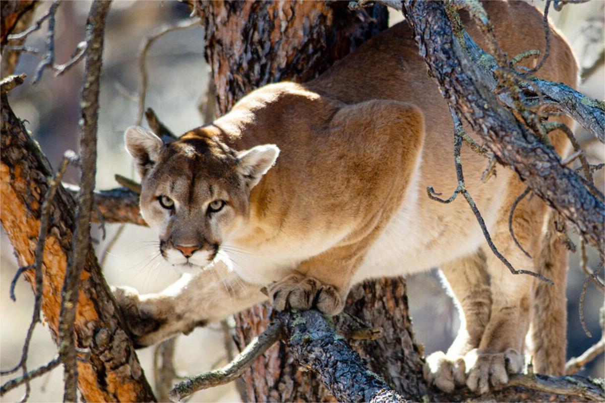 secrets-of-nebraskas-wildcat-hills-mountain-lions