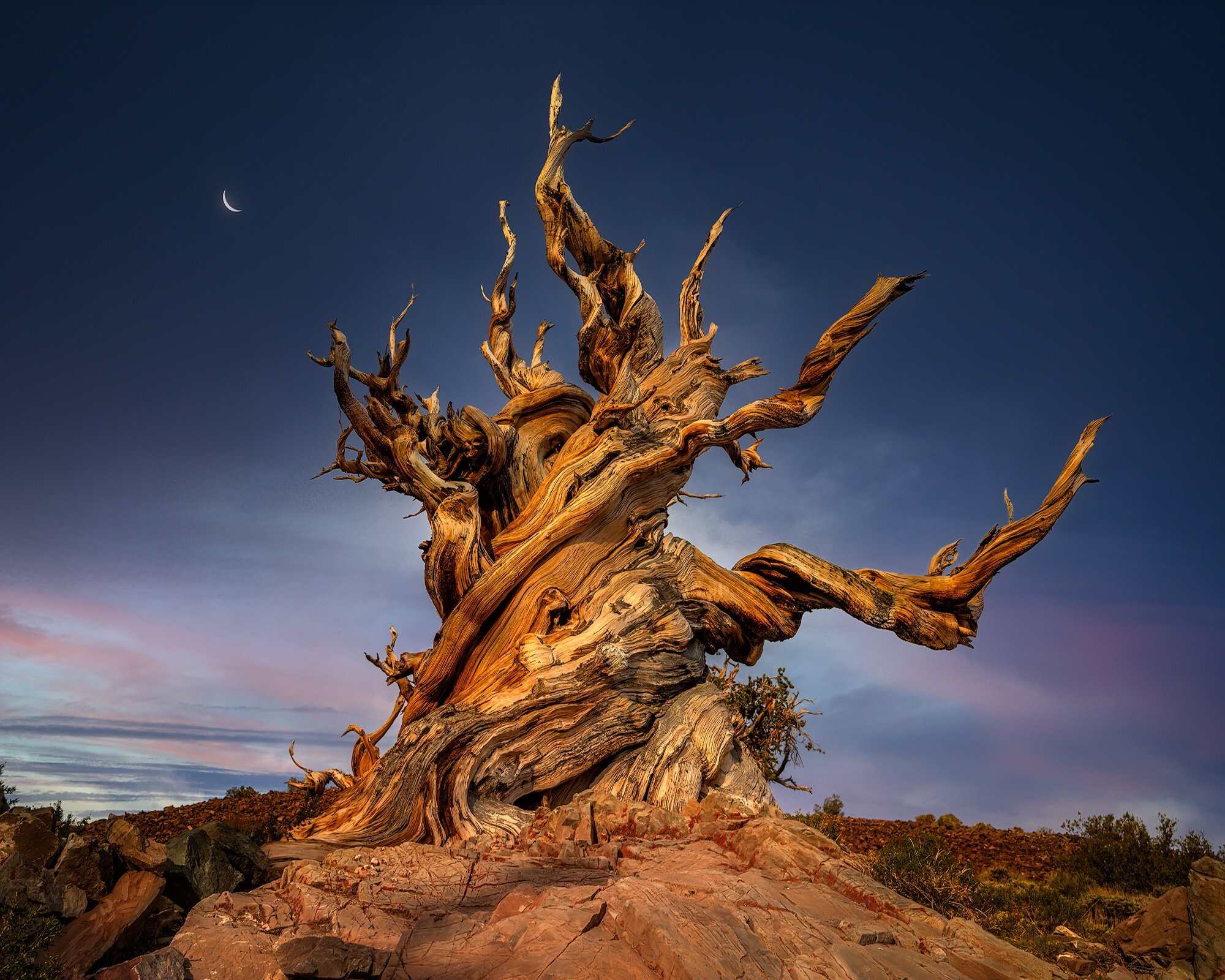 Secrets-Of-Nevada8217s-Ancient-Bristlecone-Pines secrets-of-nevadas-ancient-bristlecone-pines