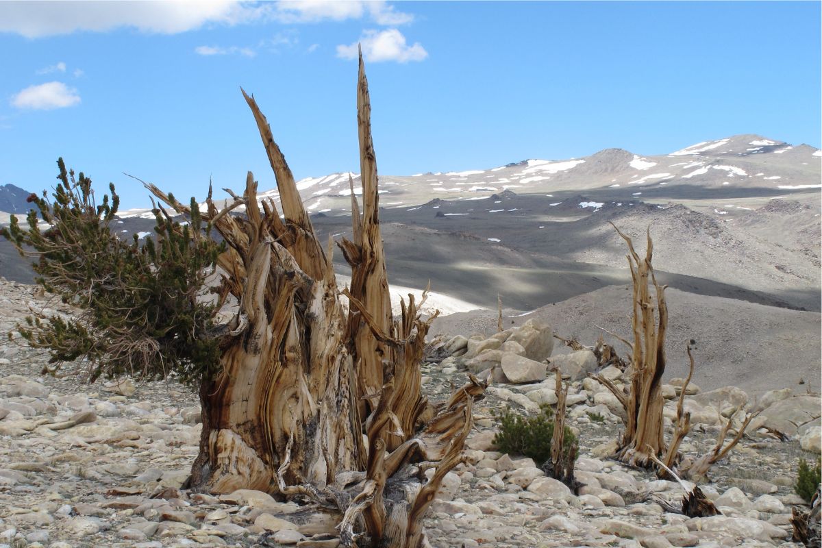 Secrets-Of-Nevada8217s-Twisted-Bristlecone-Groves secrets-of-nevadas-twisted-bristlecone-groves