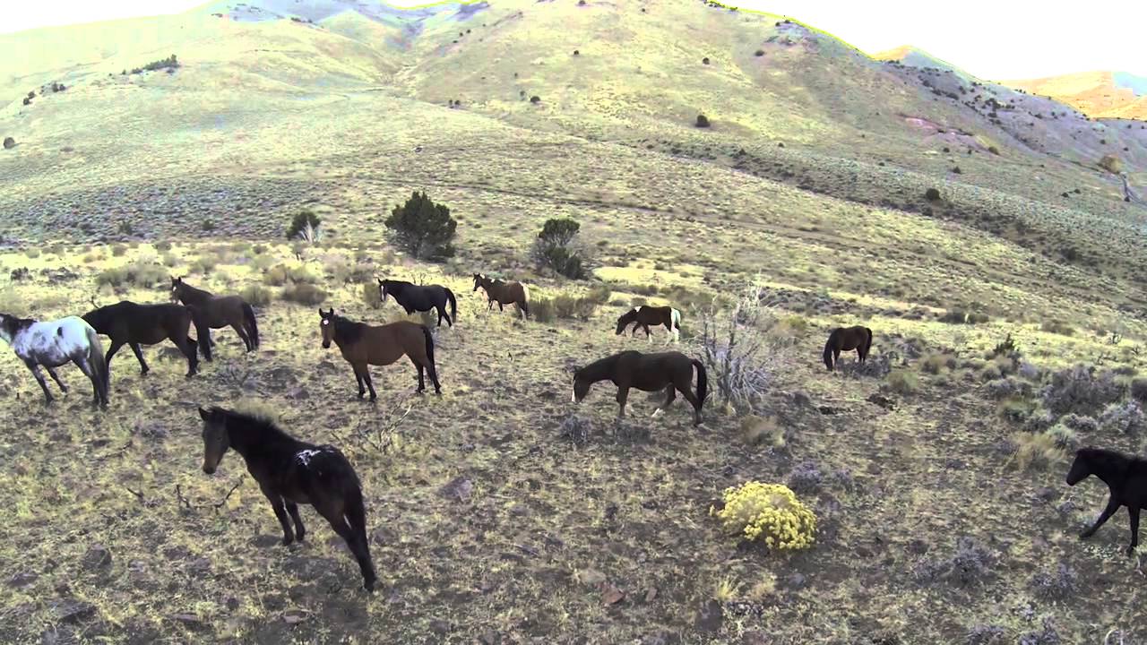 Secrets-Of-Nevada8217s-Virginia-Range-Wild-Horse-Sanctuaries secrets-of-nevadas-virginia-range-wild-horse-sanctuaries