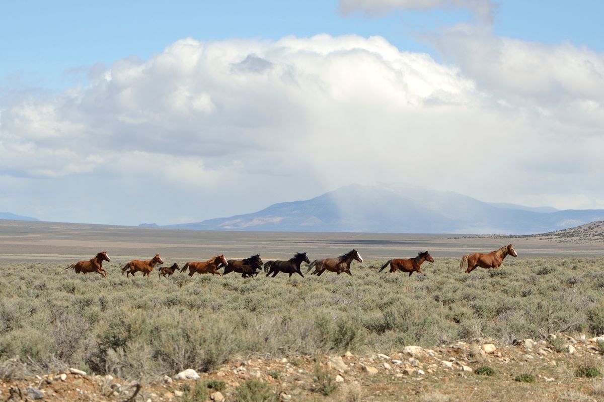 Secrets-Of-Nevada8217s-Virginia-Range-Wild-Horses secrets-of-nevadas-virginia-range-wild-horses