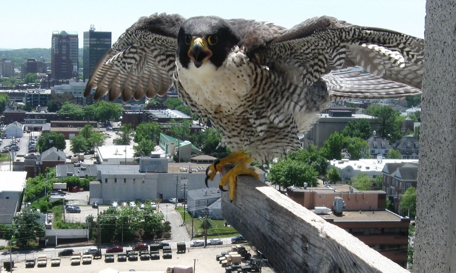 Secrets-Of-New-Hampshire8217s-Peregrine-Falcon-Nesting-Cliffs secrets-of-new-hampshires-peregrine-falcon-nesting-cliffs