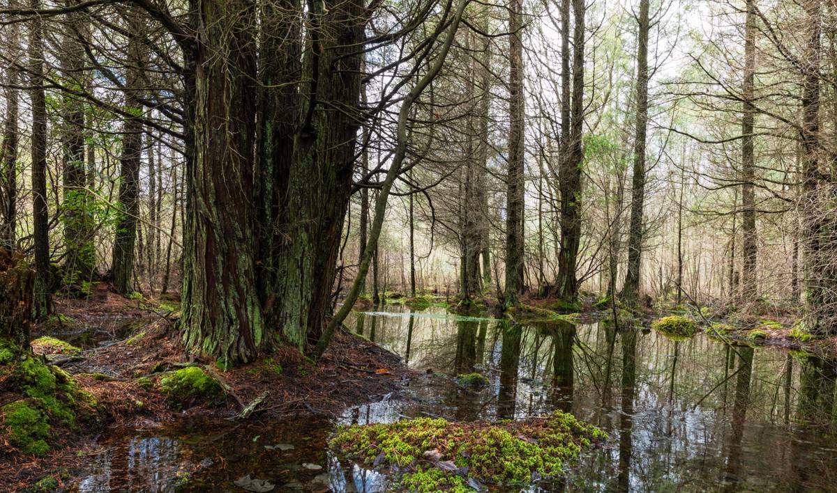 Secrets-Of-New-Jersey8217s-Atlantic-White-Cedar-Swamps secrets-of-new-jerseys-atlantic-white-cedar-swamps