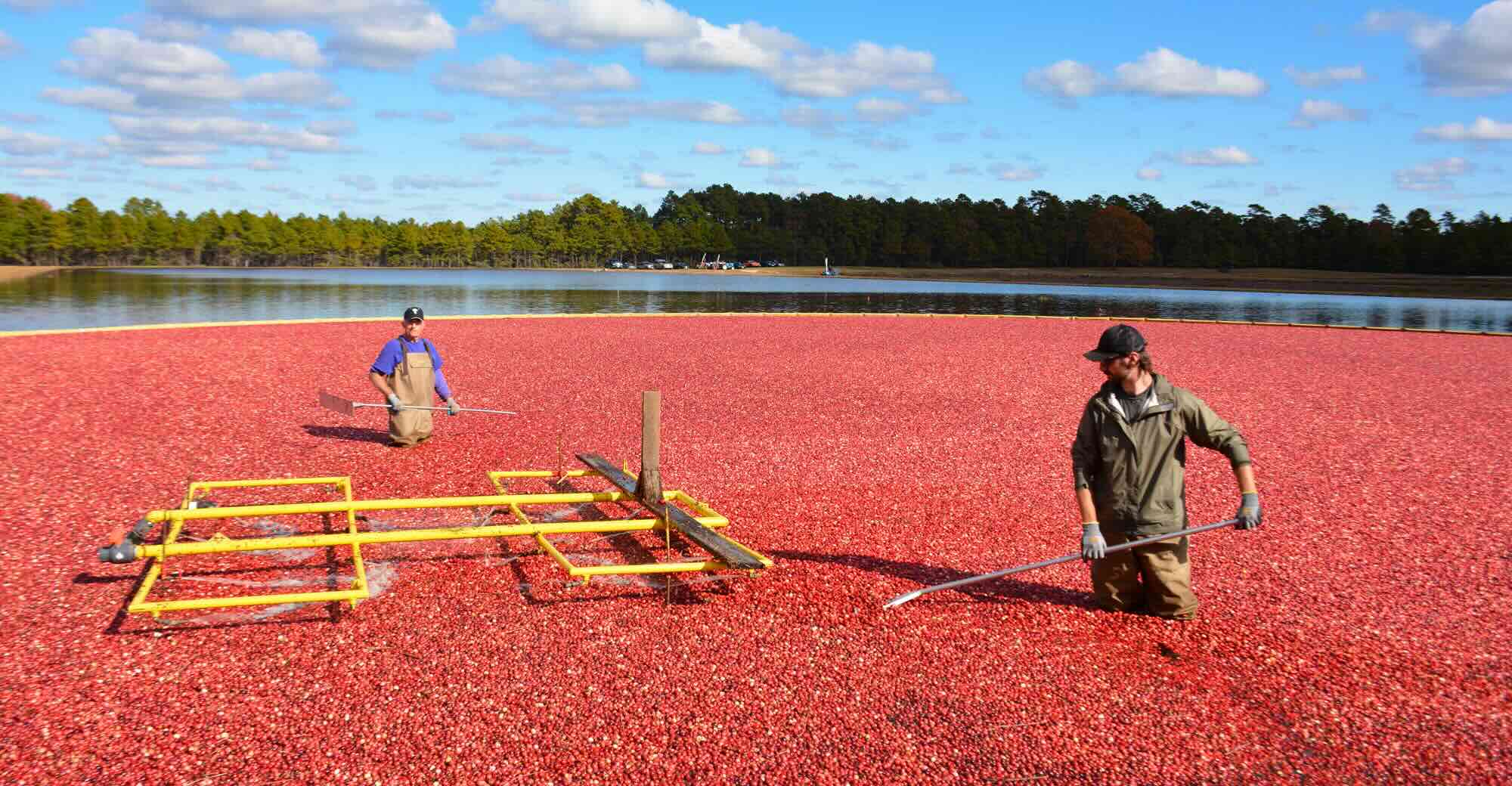 Secrets-Of-New-Jersey8217s-Floating-Cranberry-Bogs secrets-of-new-jerseys-floating-cranberry-bogs