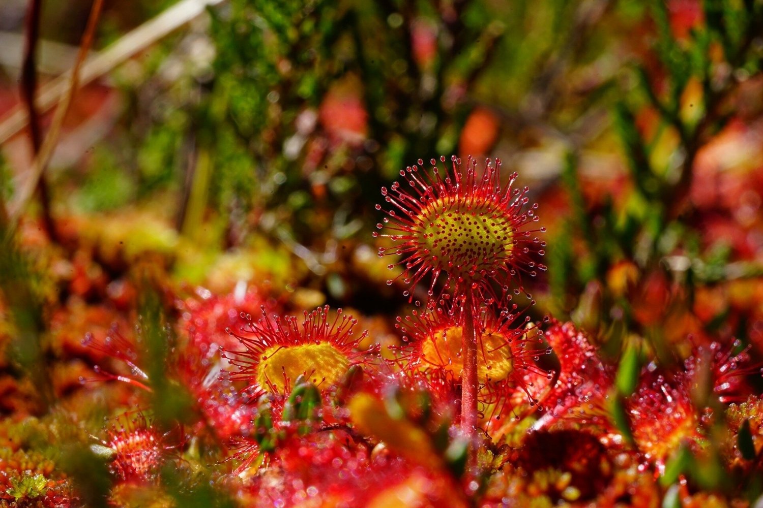 secrets-of-new-jerseys-insect-eating-plant-bogs