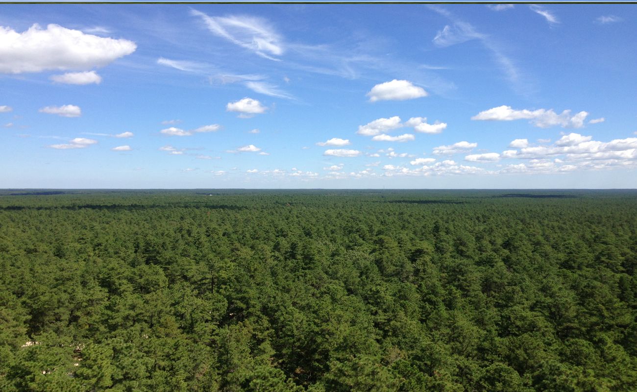 Secrets-Of-New-Jersey8217s-Lebanon-Pine-Barrens-Ecology secrets-of-new-jerseys-lebanon-pine-barrens-ecology