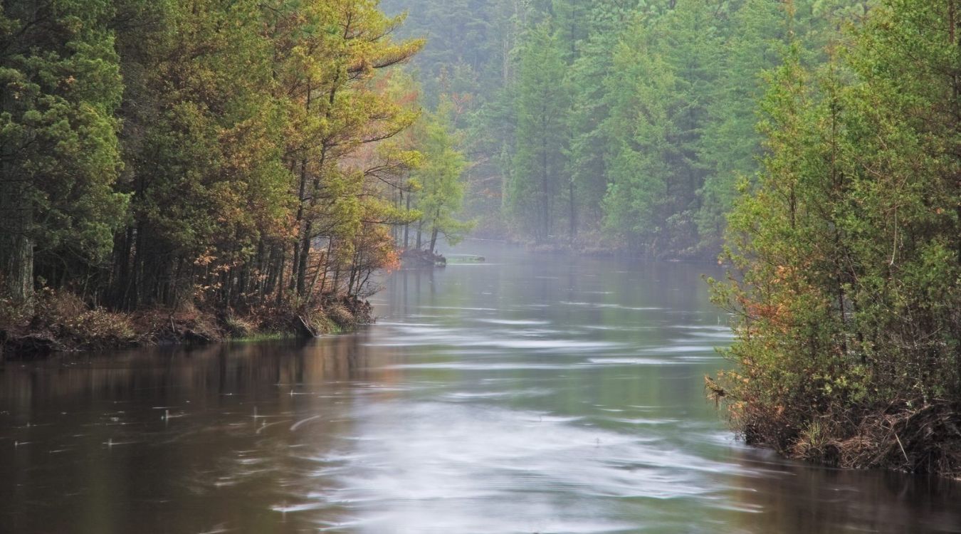 secrets-of-new-jerseys-wharton-state-forest-pine-barrens