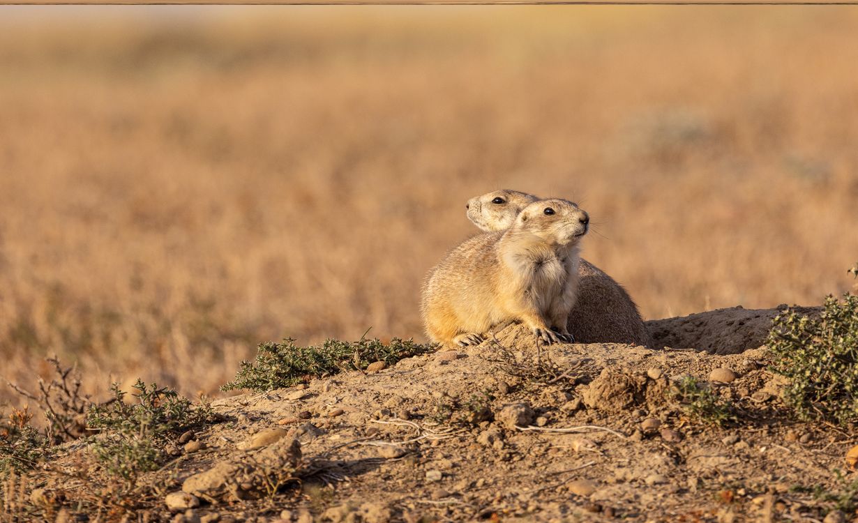 secrets-of-new-mexicos-national-wildlife-refuge-prairie-dog-towns