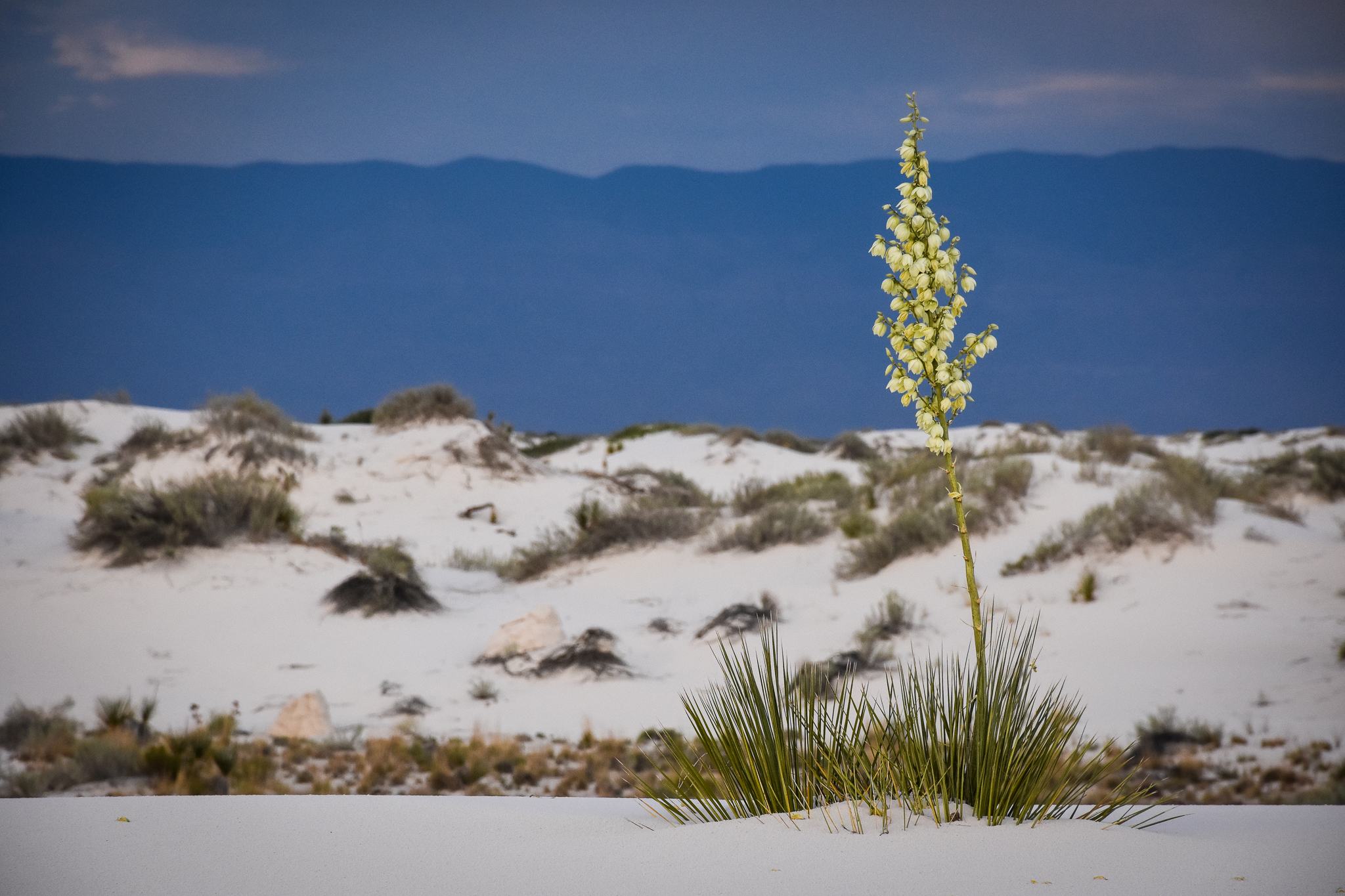 Secrets-Of-New-Mexico8217s-White-Sands-Blooms secrets-of-new-mexicos-white-sands-blooms