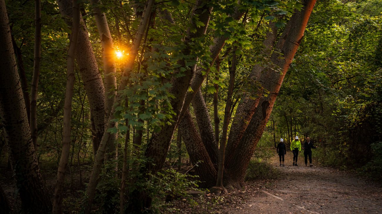 Secrets-Of-New-York8217s-Emerald-Forest-Ravines secrets-of-new-yorks-emerald-forest-ravines