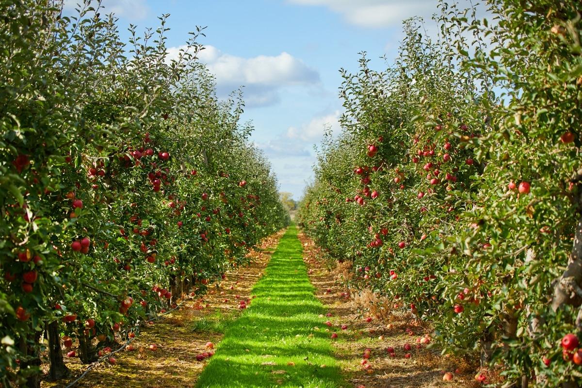 Secrets-Of-New-York8217s-Hudson-Valley-Apple-Orchards secrets-of-new-yorks-hudson-valley-apple-orchards